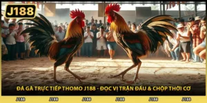 Đá Gà Trực Tiếp Thomo J188 - Đọc Vị Trận Đấu & Chộp Thời Cơ